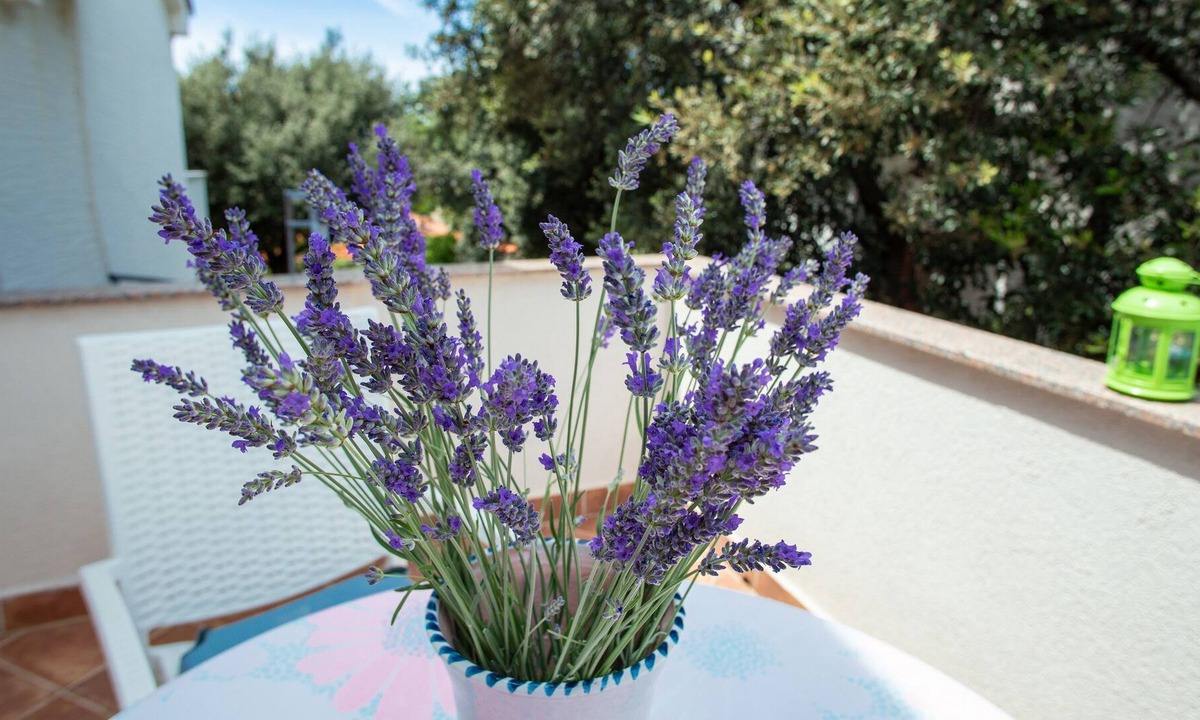Mandre Apartment | One bedroom apartment with terrace Mandre, Pag (A-4059-b)