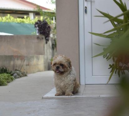 Apartment Bepo