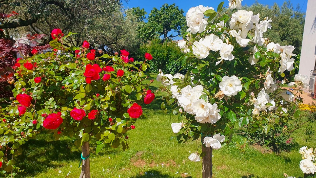 Photo of Outdoor in Zambratija