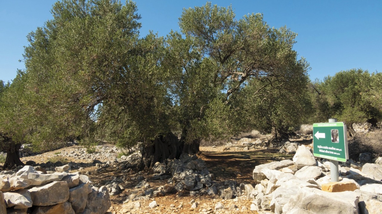 Photo of Others in Pag