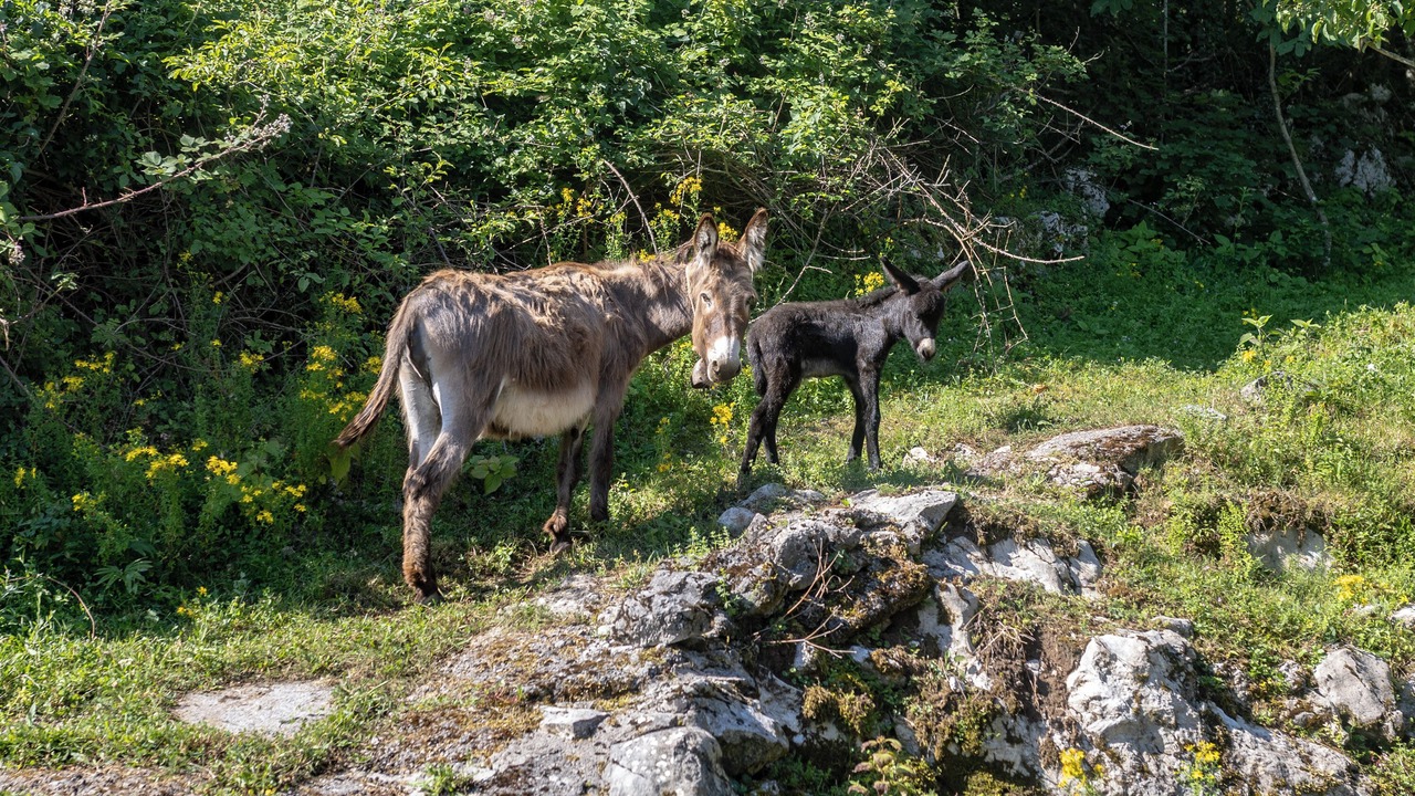 Photo of Others in Zvonece