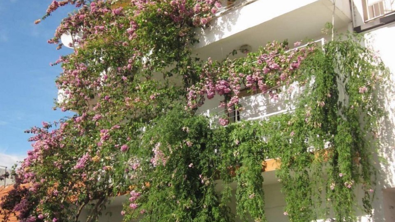 Photo of Outdoor in Gradac