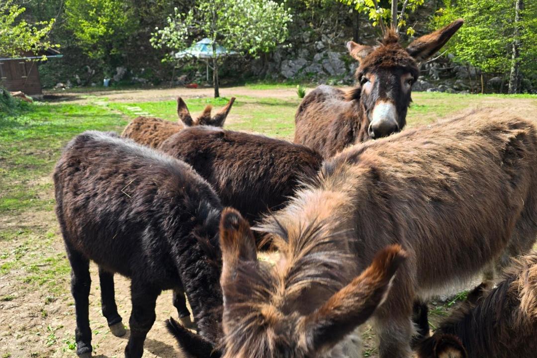 Photo of Others in Zvonece